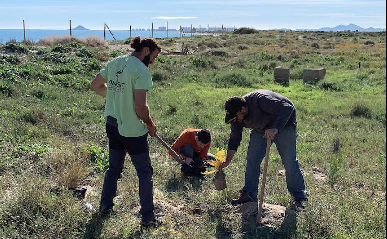 Plantación de arbustos autóctonos en la playa de La Llana.