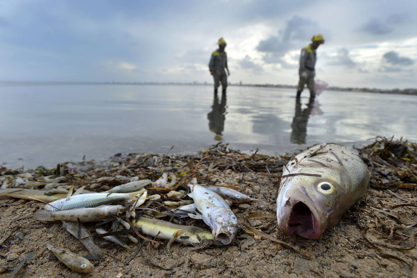 12-10-2019. La espeluznante y vergonzosa imagen de miles de peces nadando hacia la orilla para morir allí asfixiados por falta de oxígeno pone en evidencia la situación crítica del Mar Menor. Más de tres toneladas de crustáceos y peces mueren por el episodio de anoxia, que dispara todas las alarmas y despierta un movimiento ciudadano de indignación y apoyo a la laguna que da la vuelta al mundo. Junto a estas líneas, algunos de los miles de peces muertos en San Pedro del Pinatar. :: Vicente Vicéns / AGM