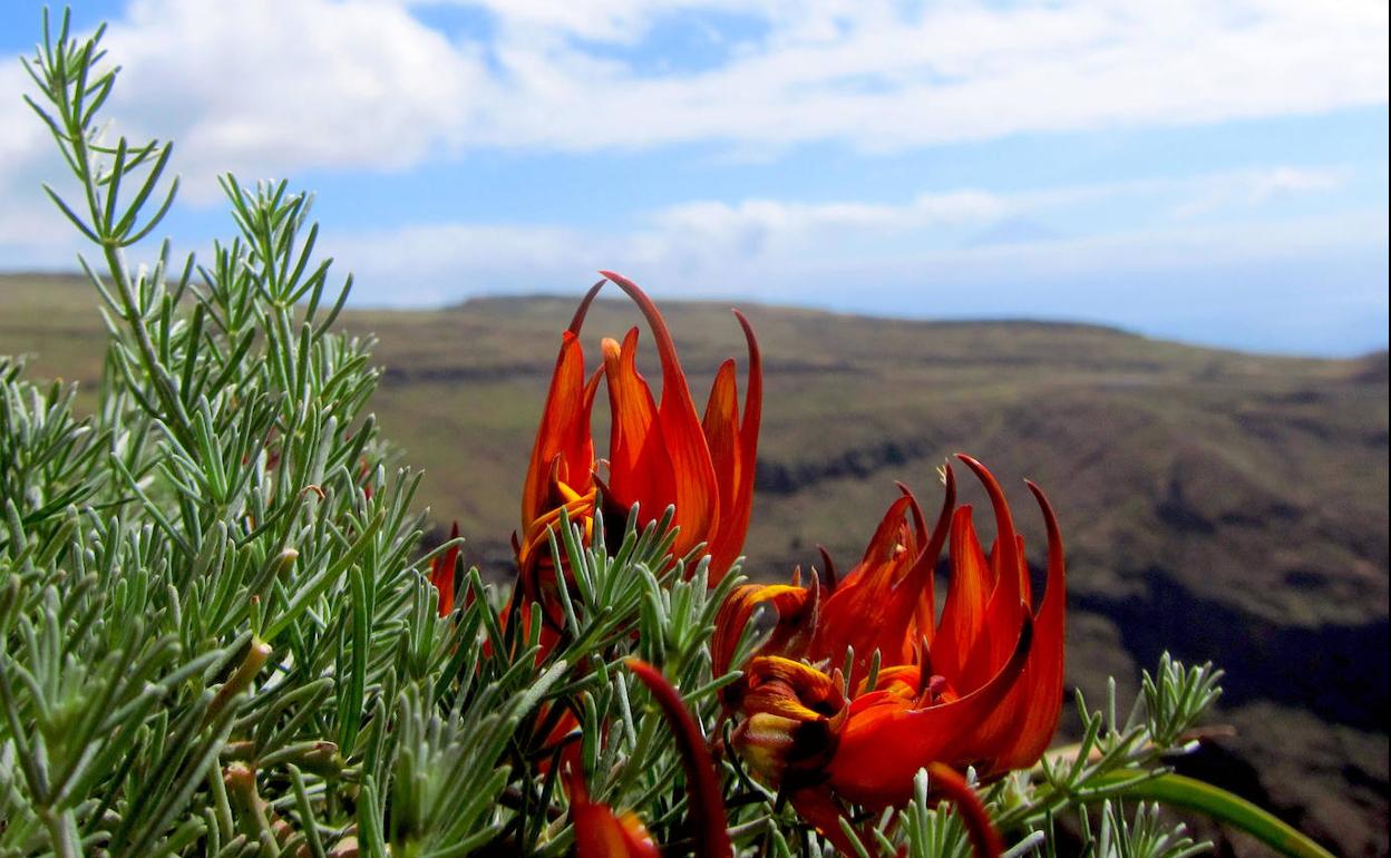 Ejemplar de 'Lotus gomerythus'.