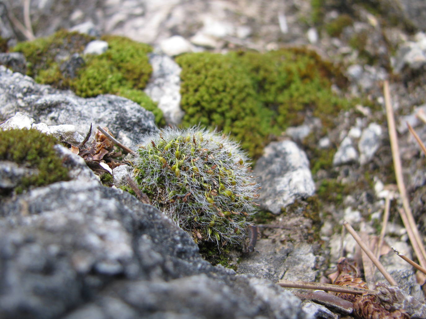 'Grimmia pulvinata': Forma almohadillas hemisféricas muy densas, sobre rocas muy soleadas. Sus hojitas acaban en un pelo hialino que refleja la luz y aumenta la superficie para captar más rápidamente agua al hidratarse. En la foto se observan las estructuras reproductoras formadas por un pie curvado en cuyo extremo está el saco de esporas, la cápsula, que queda protegida por las hojitas mientras se está desarrollando.