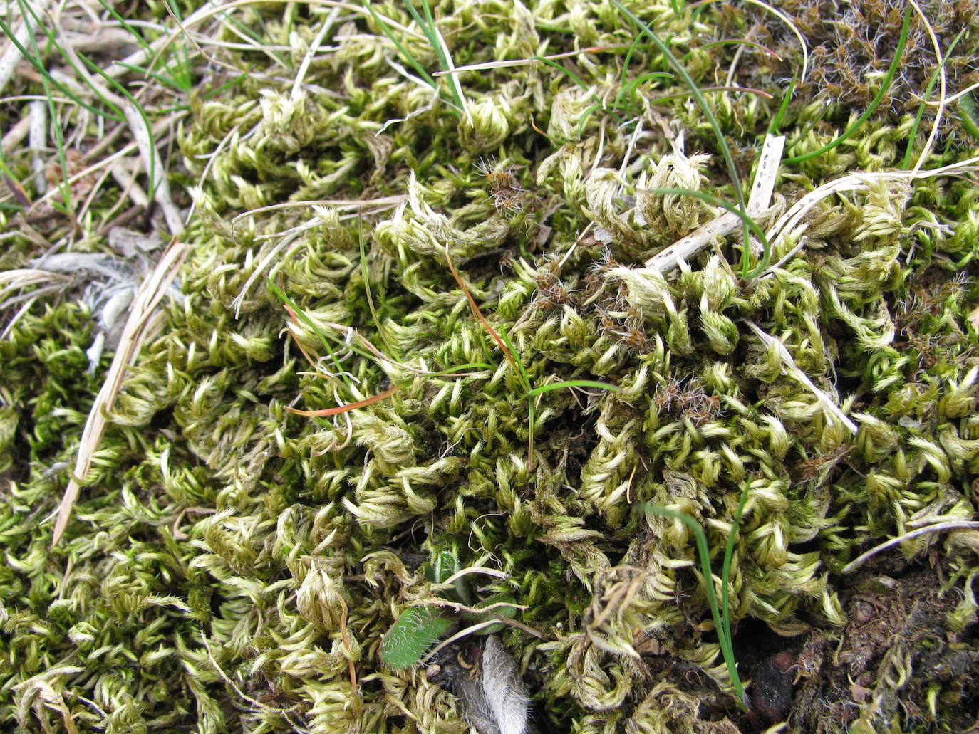 'Homalothecium aureum': Estos musgos forman extensos céspedes en los suelos de pinares y encinares. Sus tallitos son rastreros y muy ramificados, de color dorado. Sus hojitas permanecen rectas en estado seco. Conforman el tipo de musgo que habitualmente la gente recolecta para adornar los belenes, en los que simulan ser plantas de mayor porte.
