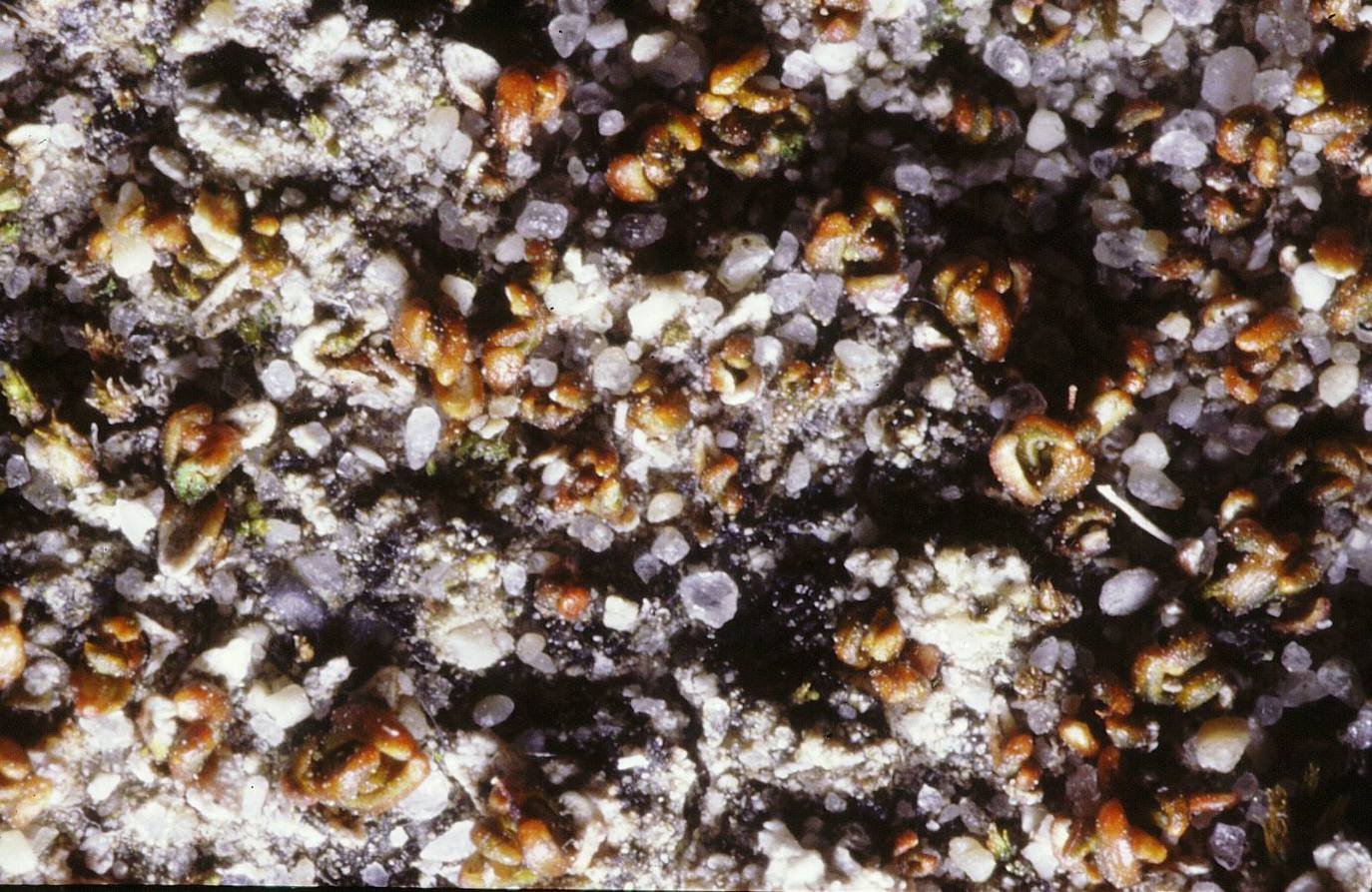 'Aloina ambigua': Forma tapices aclarados en suelos secos y expuestos a la insolación. Sus tallitos apenas alcanzan unos pocos milímetros de altura y quedan semienterrados en el suelo. Las hojitas, de color rojizo, son crasas, debido a la presencia de numerosos filamentos clorofílicos en la superficie. Es una de las especies que más toleran la aridez. El nombre se debe a su similitud con el género de plantas vasculares Aloe. 