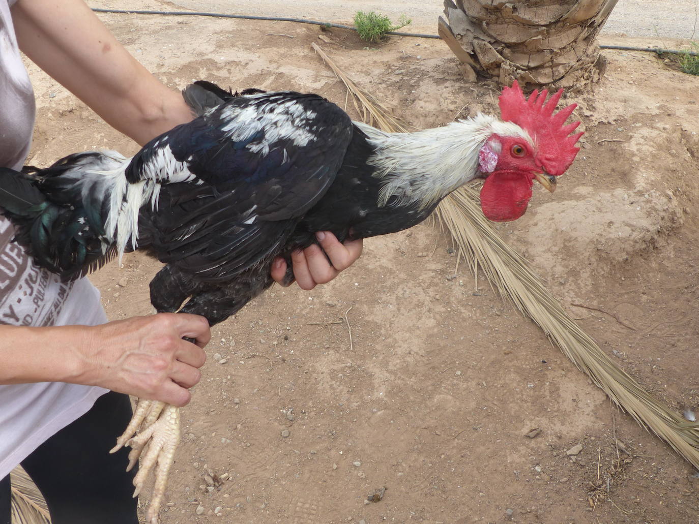 La capacidad de resistencia de esta ave ante el cambio climático y su valor genético y cultural dan argumentos a los esfuerzos de criadores y científicos para una recuperación que está dando frutos