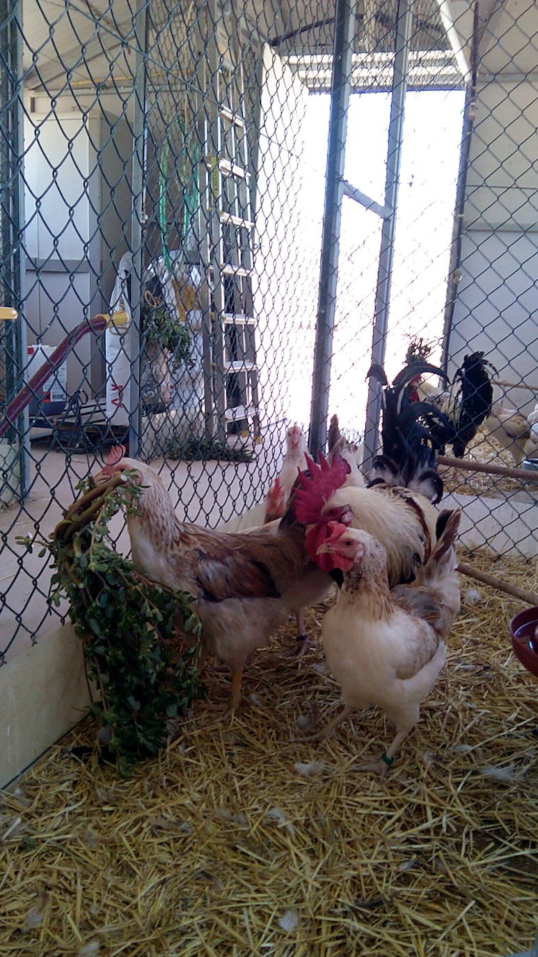 La capacidad de resistencia de esta ave ante el cambio climático y su valor genético y cultural dan argumentos a los esfuerzos de criadores y científicos para una recuperación que está dando frutos