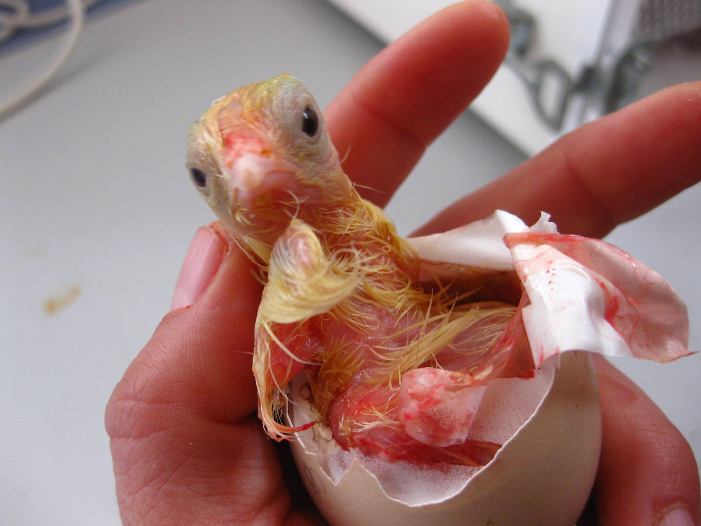 La capacidad de resistencia de esta ave ante el cambio climático y su valor genético y cultural dan argumentos a los esfuerzos de criadores y científicos para una recuperación que está dando frutos