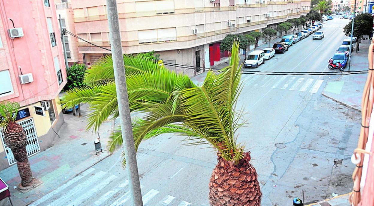 Palmera afectada por el picudo en la Gran Vía; ya fue talada. 