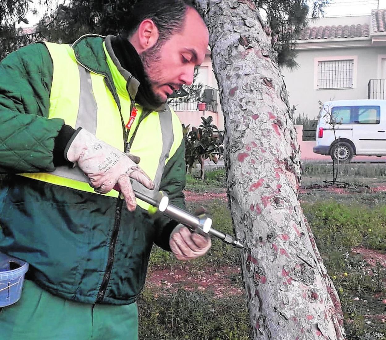 Un jardinero inyecta en un tronco una solución contra la oruga. 