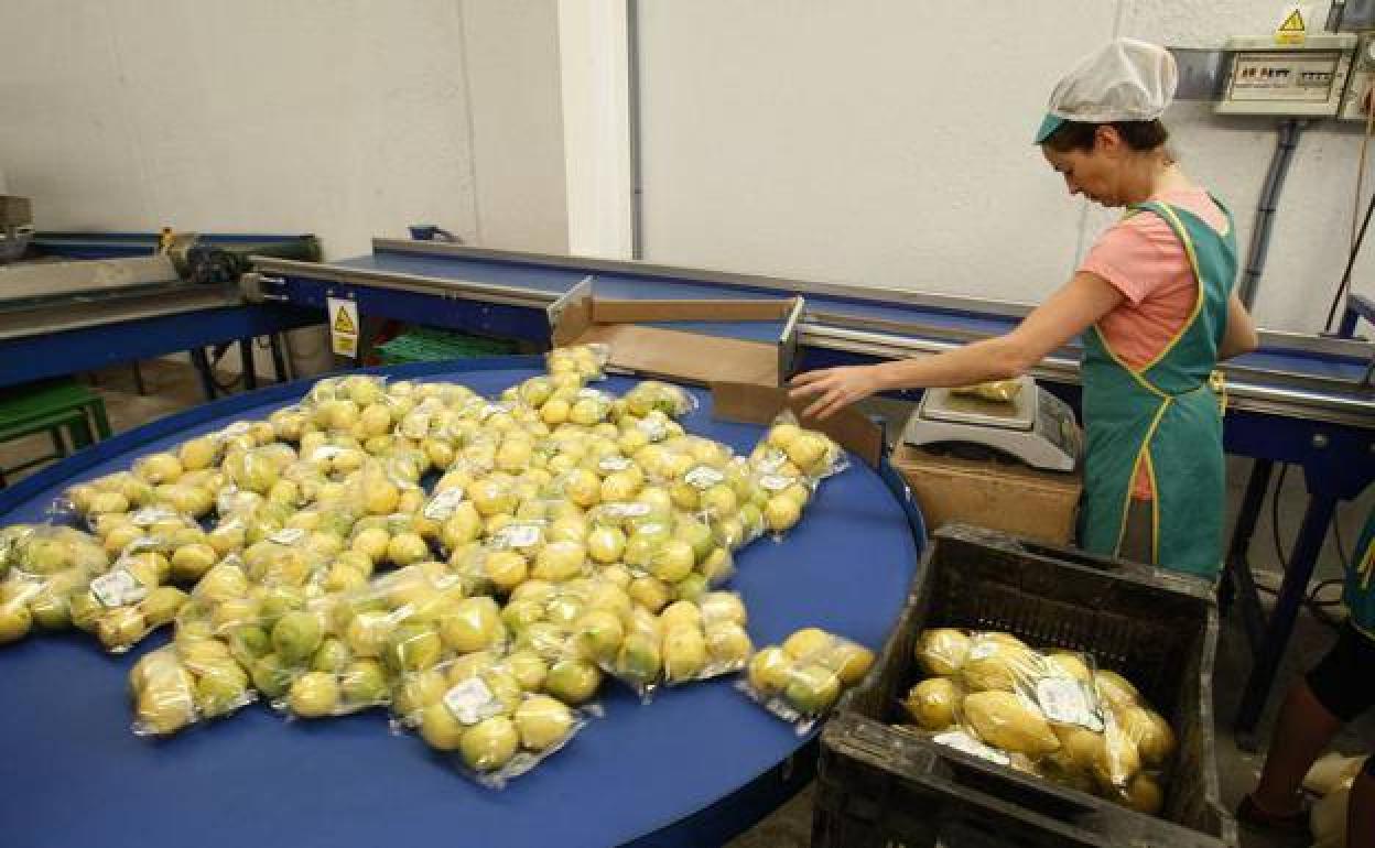 Una operaria embolsa limones en una empresa de la Región de Murcia, en una foto de archivo..