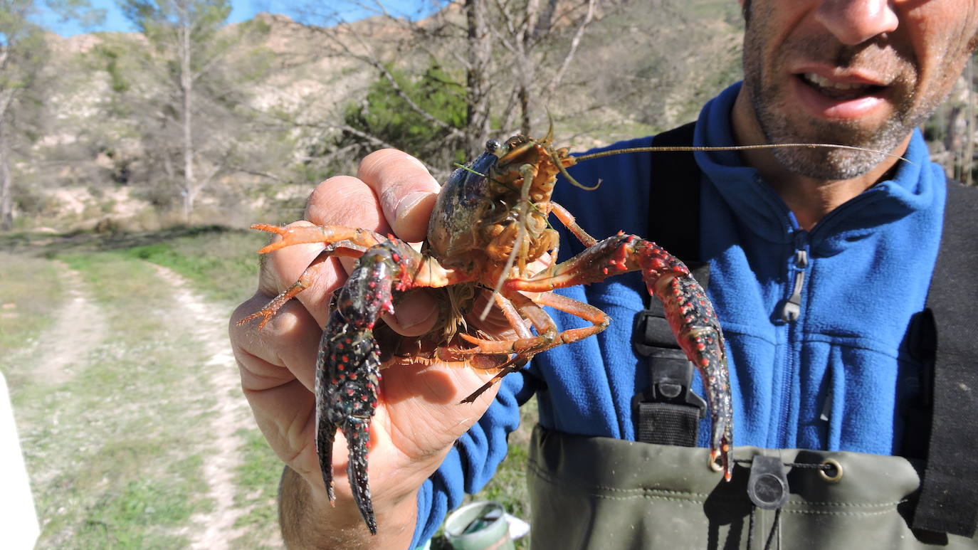 Casi cincuenta especies de peces, crustáceos, moluscos y plantas exóticas, y más de 100 'futuribles', amenazan la biodiversidad de los ecosistemas acuáticos del Sureste.