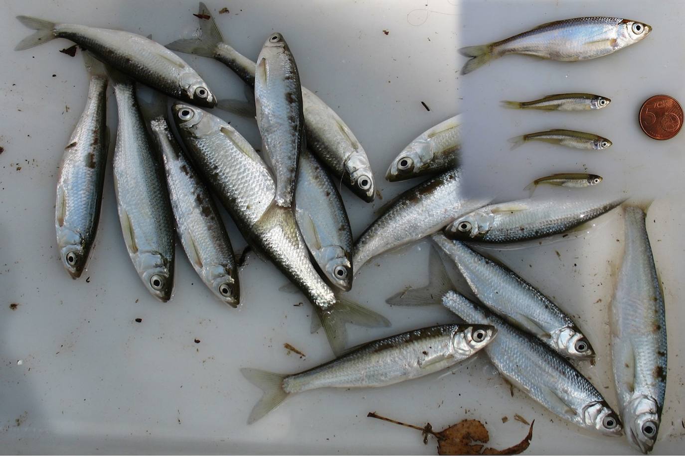 Casi cincuenta especies de peces, crustáceos, moluscos y plantas exóticas, y más de 100 'futuribles', amenazan la biodiversidad de los ecosistemas acuáticos del Sureste.