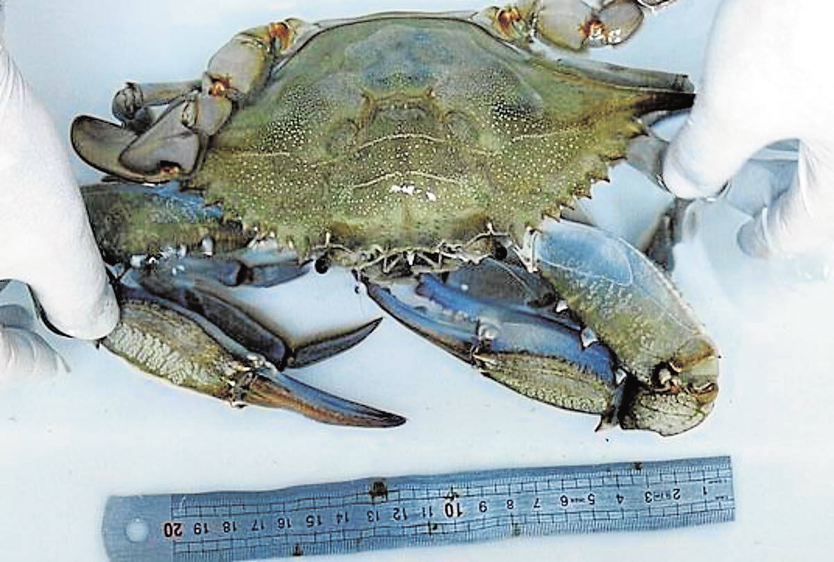 Casi cincuenta especies de peces, crustáceos, moluscos y plantas exóticas, y más de 100 'futuribles', amenazan la biodiversidad de los ecosistemas acuáticos del Sureste.