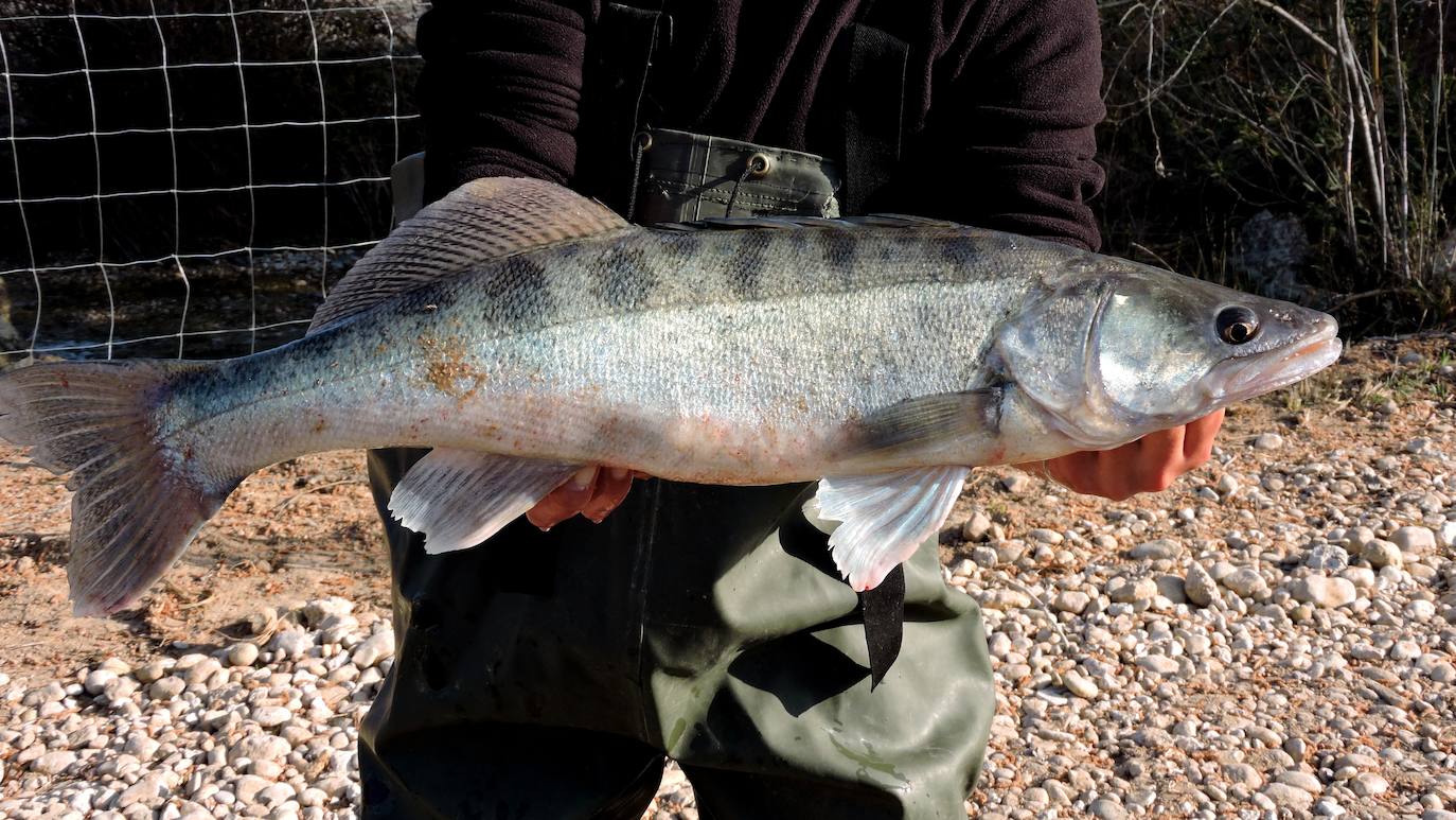 Casi cincuenta especies de peces, crustáceos, moluscos y plantas exóticas, y más de 100 'futuribles', amenazan la biodiversidad de los ecosistemas acuáticos del Sureste.