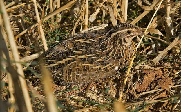 Una codorniz camuflada en un campo de cultivo.