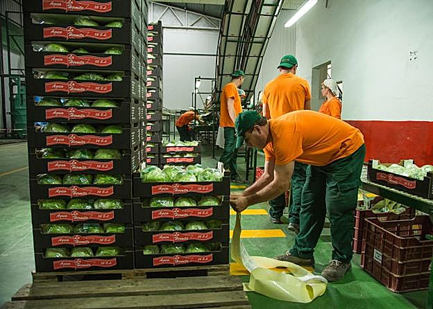 Empleados preparan lechugas para su exportación en una imagen de archivo.