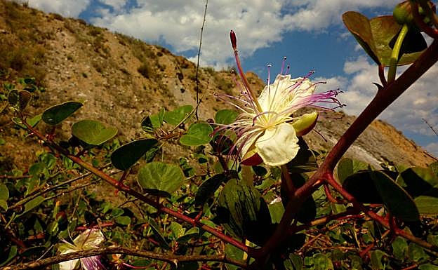 'Capparis zoharyi'. 