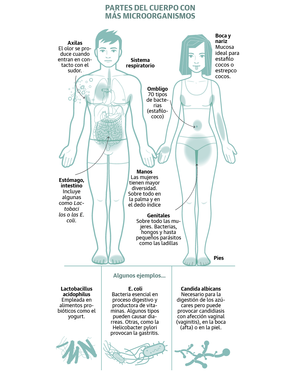 La microbiota