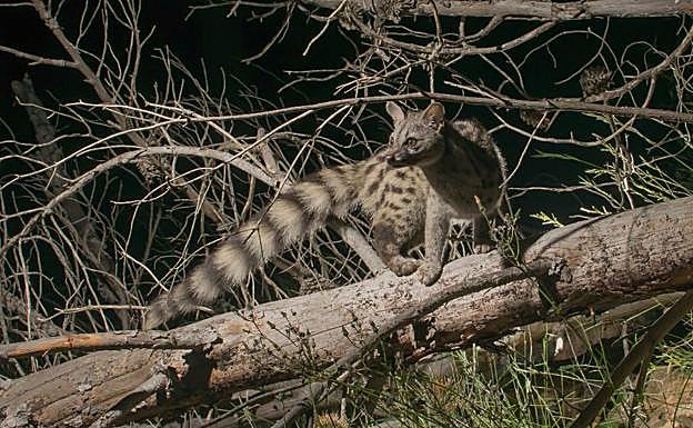 Gineta fotografiada en la Sierra de la Pila.