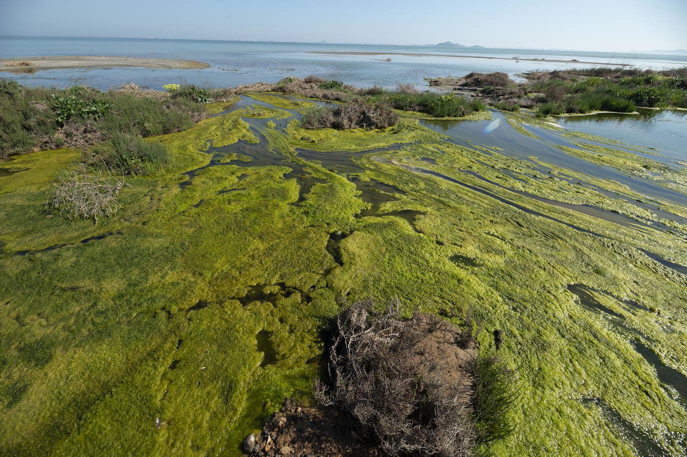 Fotos: Investigan un posible vertido al Mar Menor en la zona del humedal de El Carmolí