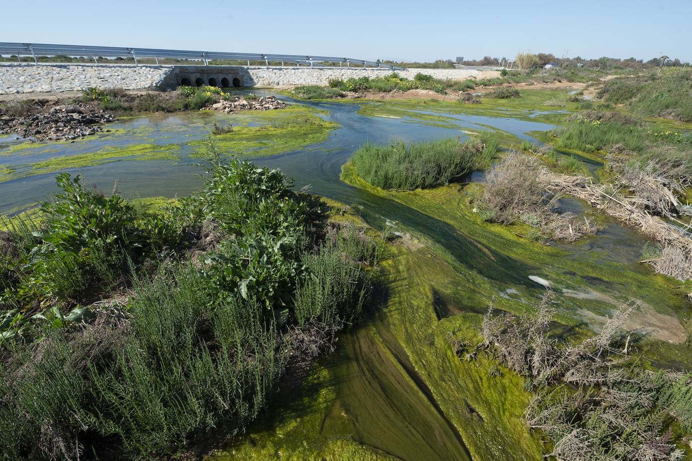 Fotos: Investigan un posible vertido al Mar Menor en la zona del humedal de El Carmolí