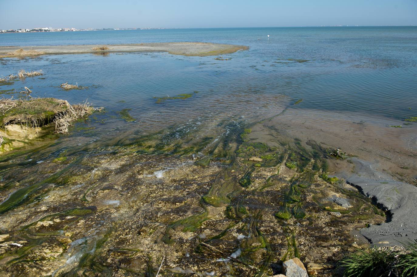 Fotos: Investigan un posible vertido al Mar Menor en la zona del humedal de El Carmolí