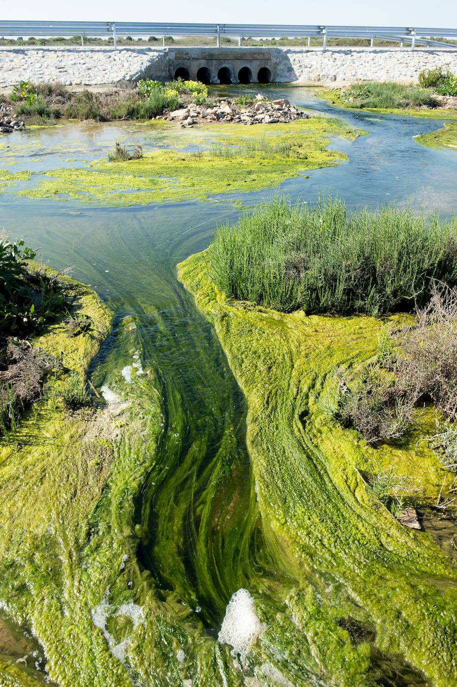 Fotos: Investigan un posible vertido al Mar Menor en la zona del humedal de El Carmolí