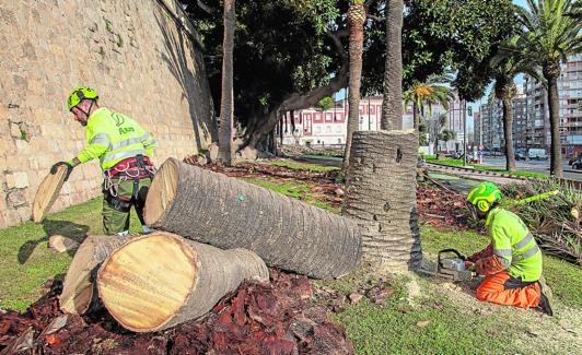 Troceo esta semana de una de las palmeras de Trovero Marín, afectadas fatalmente por el picudo.