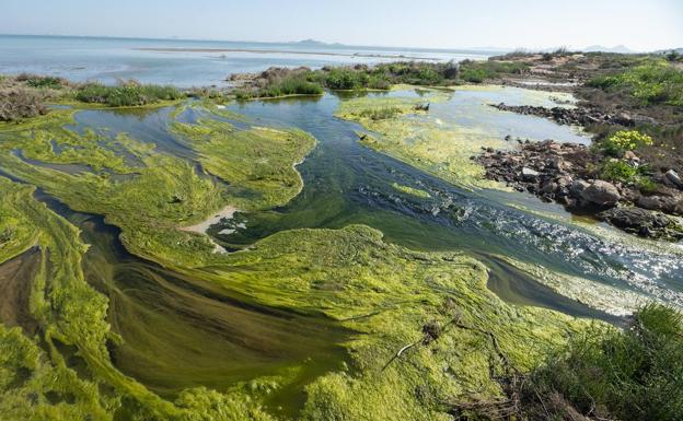 Investigan un posible vertido al Mar Menor en la zona del humedal del Carmolí, como se aprecia en la foto. 