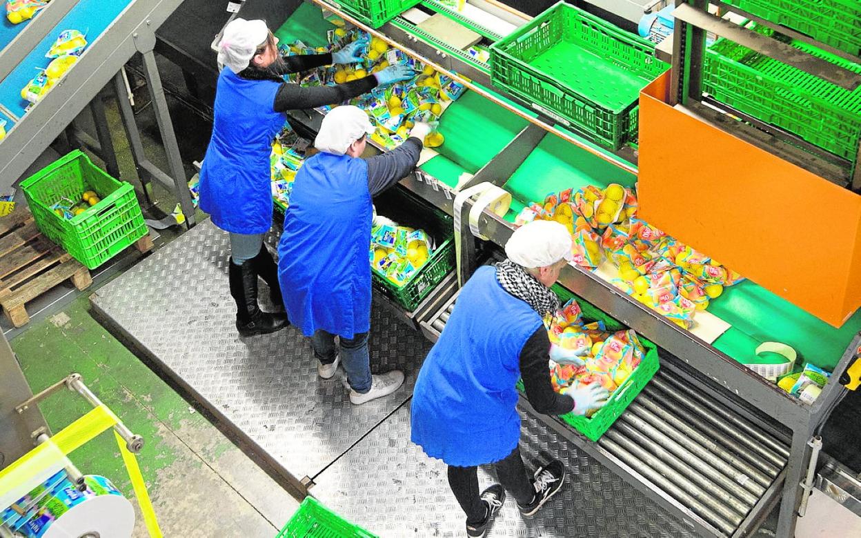 Limones seleccionados y enmallados en una empresa hortofrutícola de la Huerta de Murcia. javier carrión / AGM