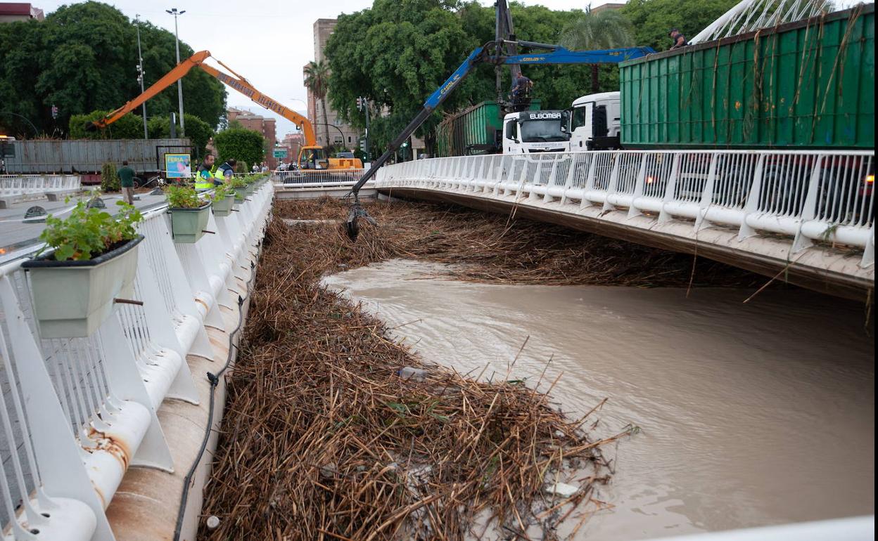 Limpieza de cañas en el río Segura, en Murcia, durante la DANA de septiembre de 2019. 