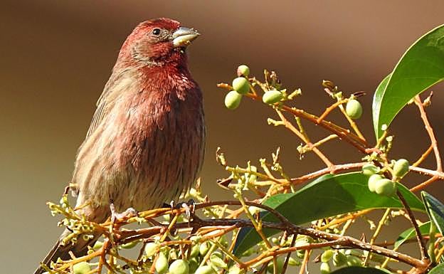 'Haemorhous mexicanus' fotografiado fuera de su entorno natural. 