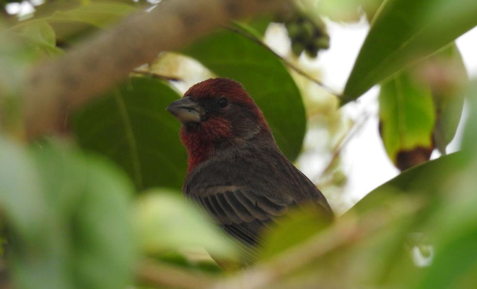 Agazapado en la ciudad. Los camachuelos mexicanos registrados en el casco urbano de Murcia construyen nidos principalmente en palmeras y otros árboles no autóctonos