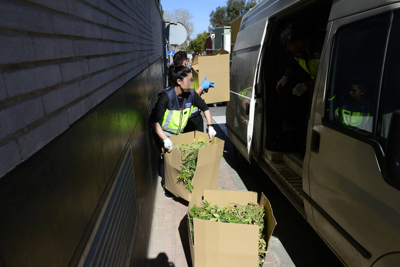 Fotos: Golpe de la Policía Nacional al cultivo de marihuana en La Alberca