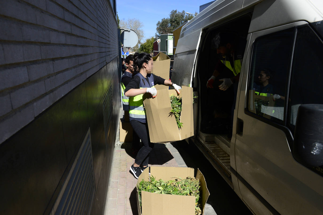Fotos: Golpe de la Policía Nacional al cultivo de marihuana en La Alberca