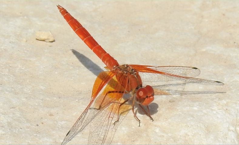‘Trythemis kirbyi’. Es la última especie en colonizar el Segura. El macho se distingue por su color rojo vivo.
