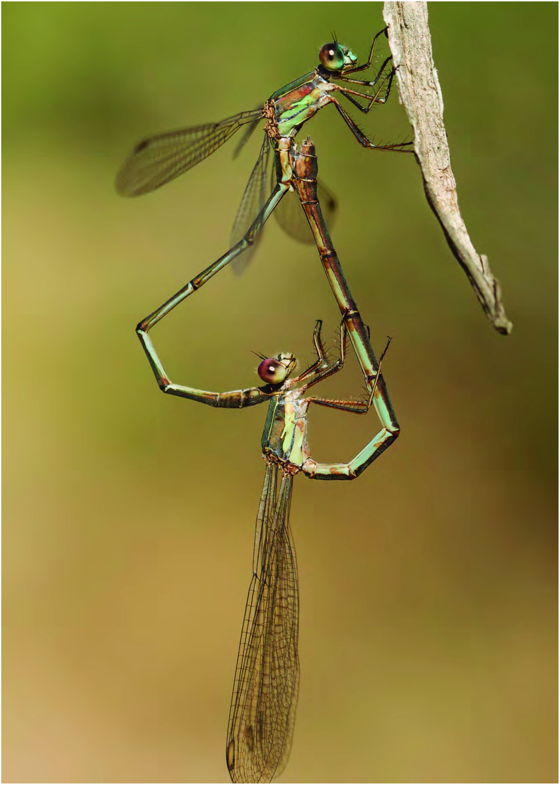 ‘Chalcolestes viridis’, conocido como caballito verdino claro. 