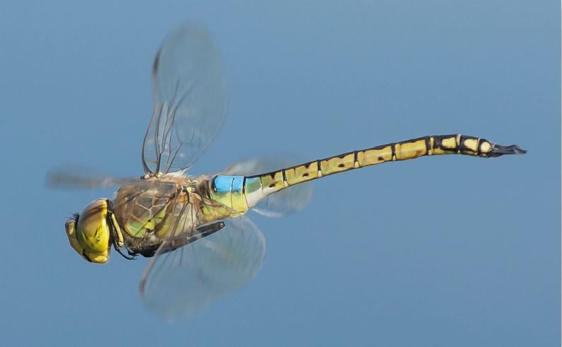 ‘Anax eppiphiger’. Esta libélula de gran tamaño es capaz de migrar a grandes distancias. Incluso puede llegar a Islandia.