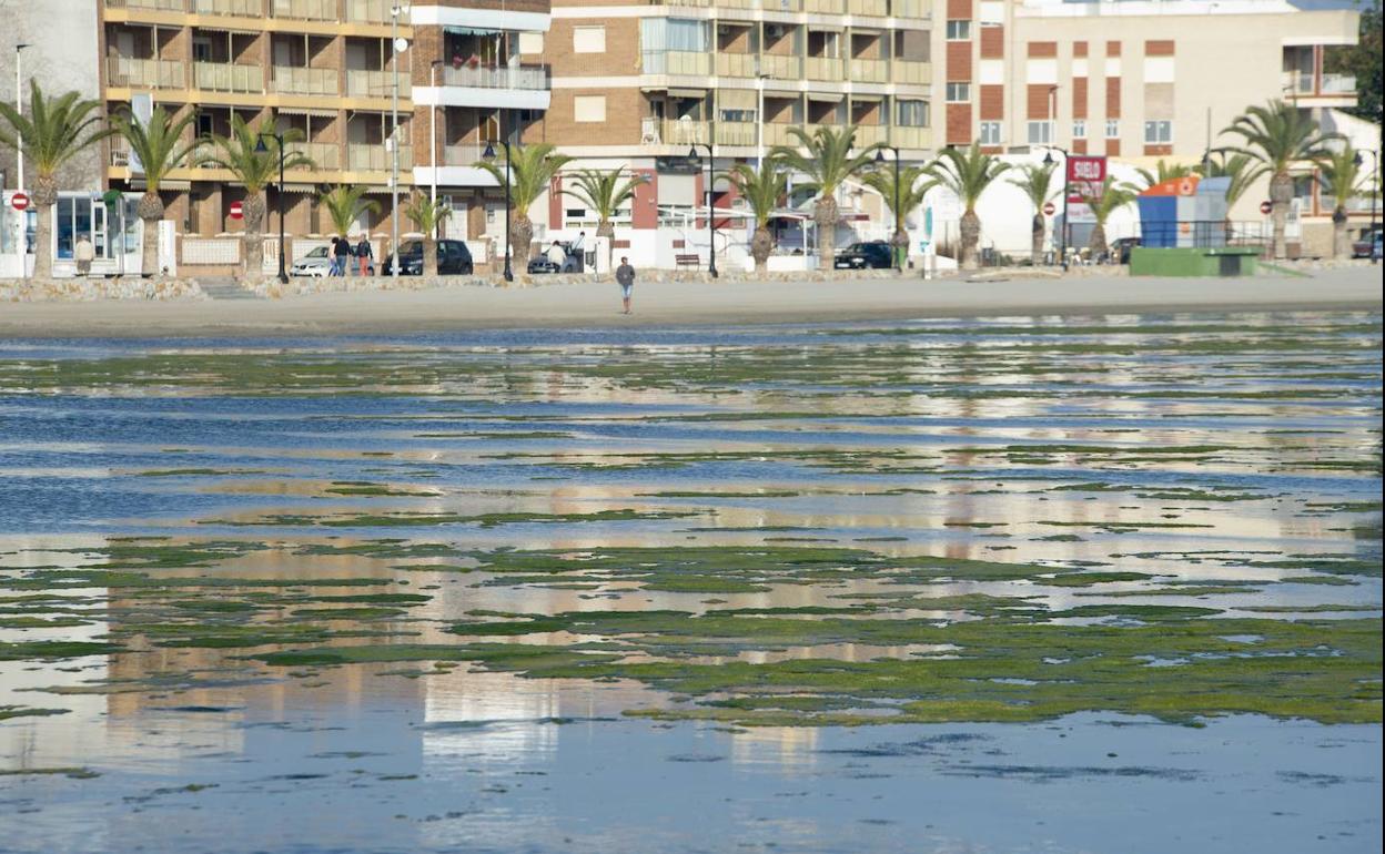 Playa de Villananitos, en Lo Pagán, invadida por algas.