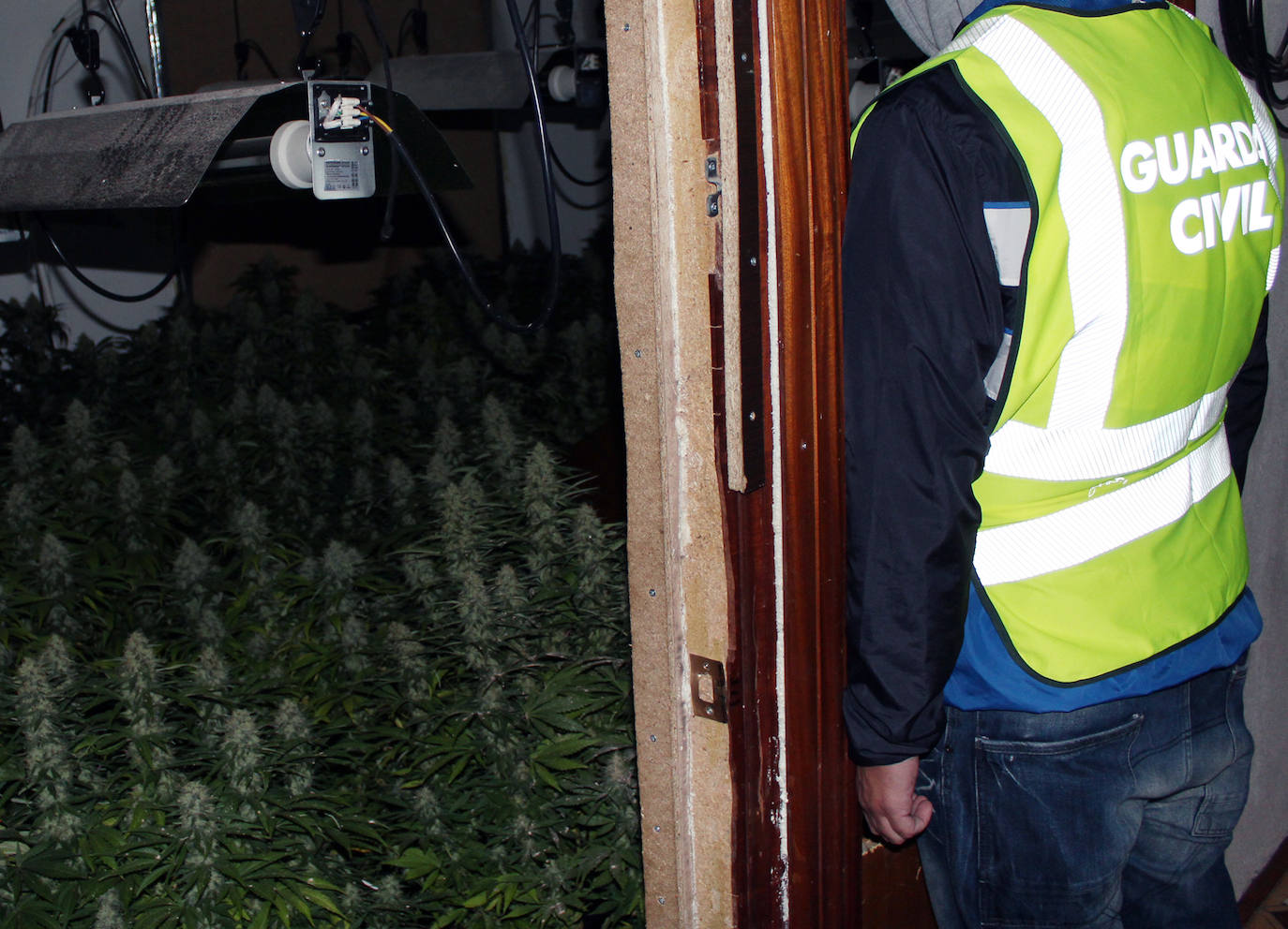 Fotos: Cae un grupo criminal dedicado al cultivo y tráfico de drogas en Murcia