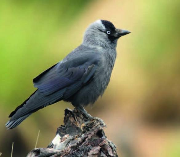 Grajilla ('Corvus monedula')