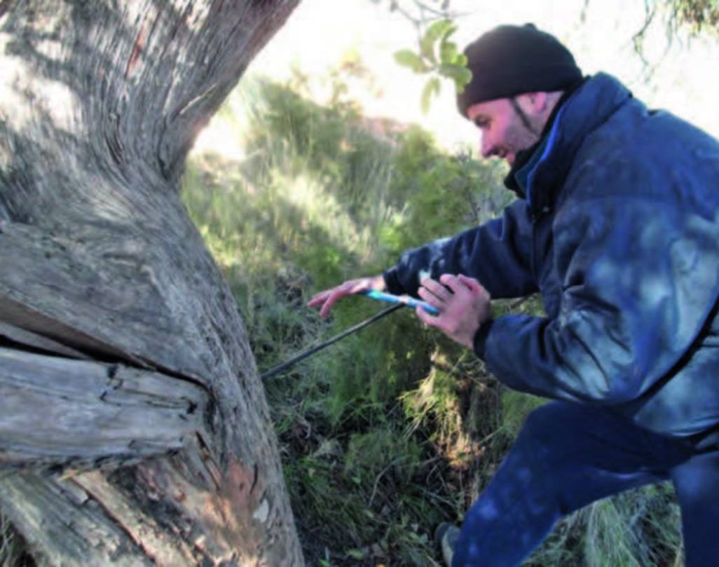 Uso de la barrena forestal de Pressler para calcular la edad de un árbol.