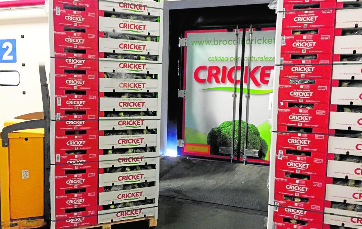Carga de palés de verduras en la empresa Campo de Lorca con destino a los supermercados de Madrid. 