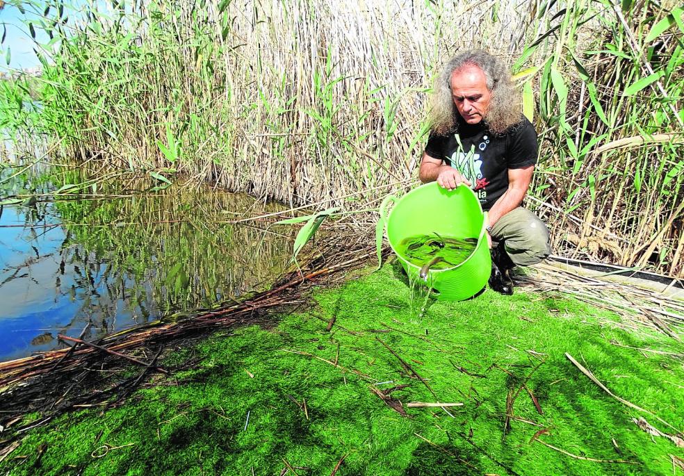 Muestreo de anguilas en larambla de las Moreras, Mazarrón. 