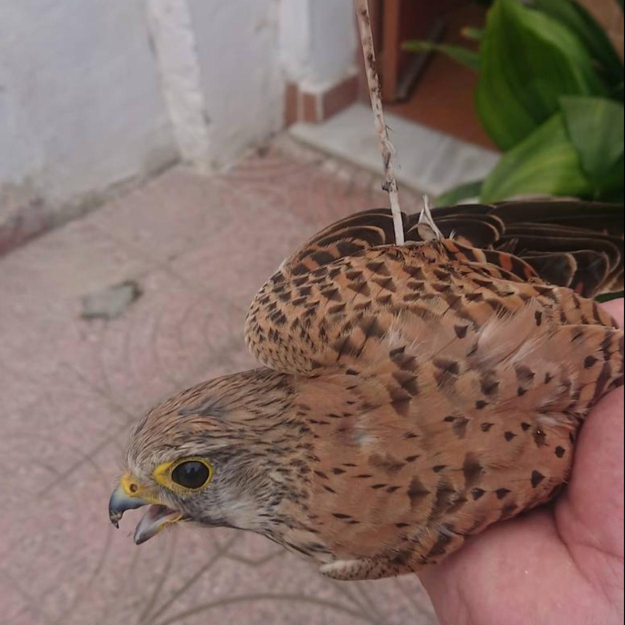El ave, con la flecha incrustada en su cuerpo. 