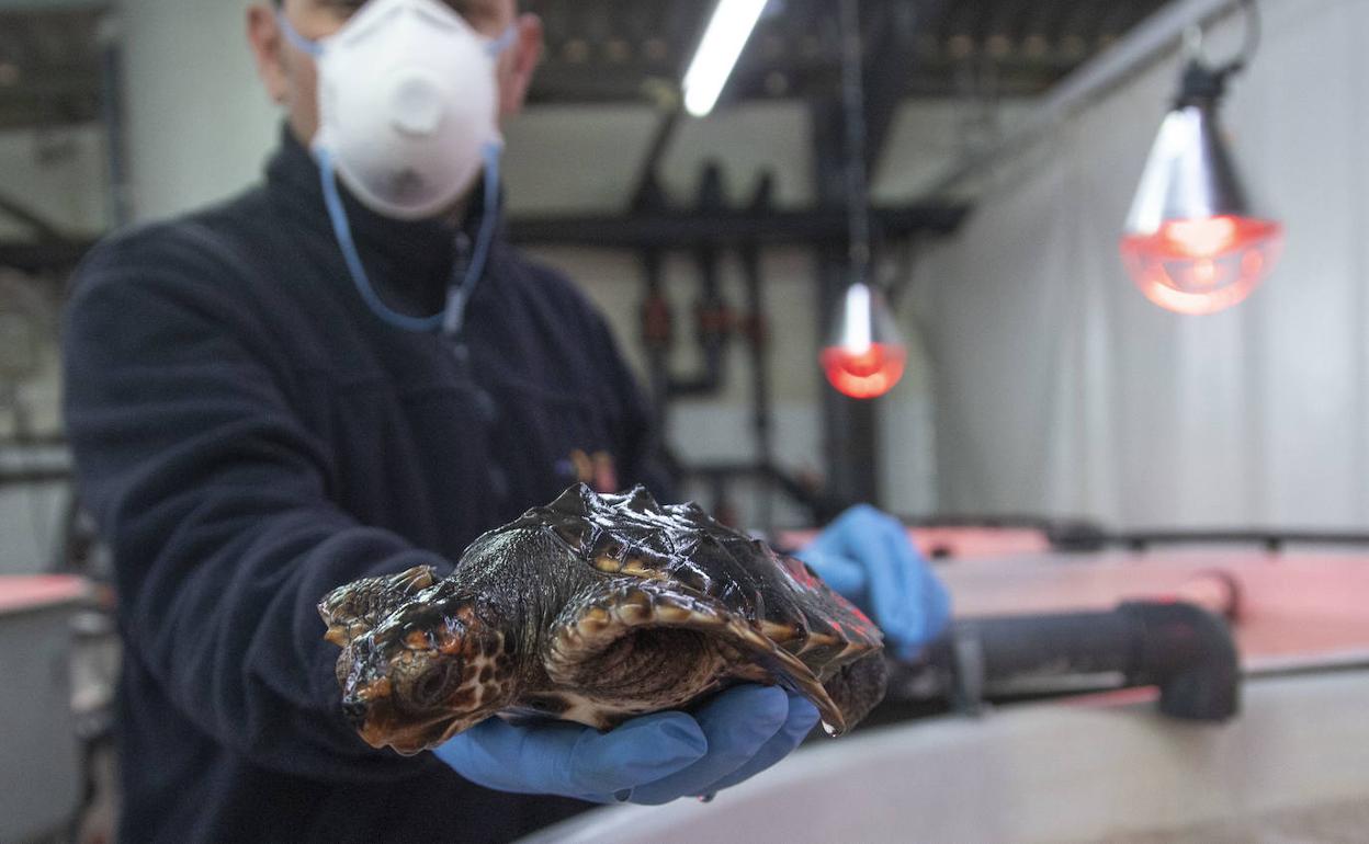 Una de las once tortugas bobas que permanecen en las instalaciones del IMIDA.