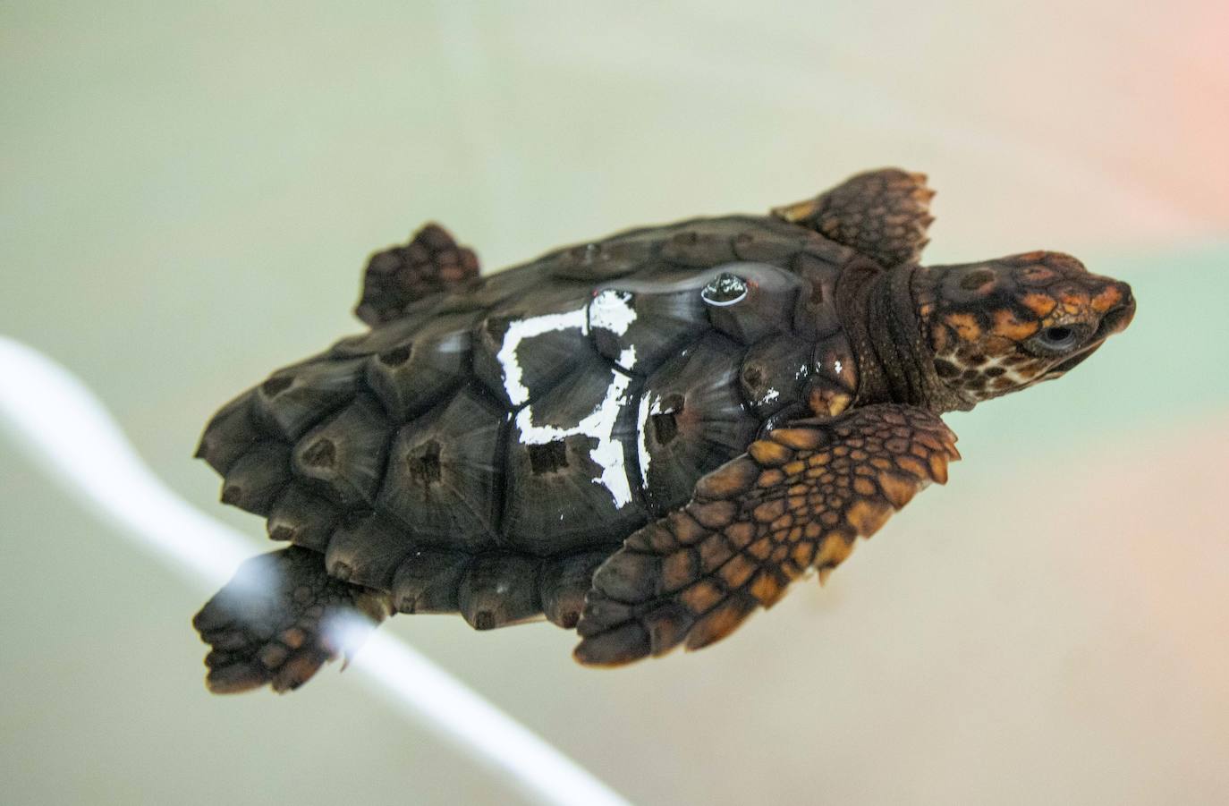 Las crías de 'Caretta caretta' nacidas en el parque regional el verano pasado cumplen seis meses «activas y cogiendo peso». Ya bucean y empiezan a tomar alimento sólido.