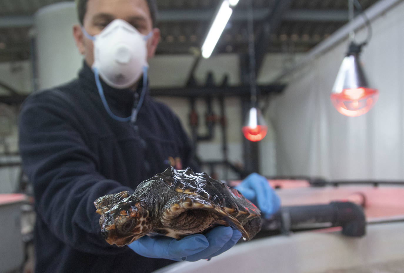 Las crías de 'Caretta caretta' nacidas en el parque regional el verano pasado cumplen seis meses «activas y cogiendo peso». Ya bucean y empiezan a tomar alimento sólido.