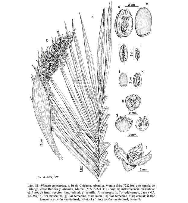 Ilustración de 'Phoenix dactylifera' en la obra 'Flora ibérica', coordinada por Santiago Castroviejo. 