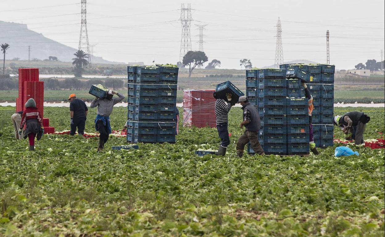 Trabajadores en el Campo de Cartagena, en una fotografía de archivo.