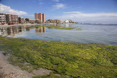Fotos: El Mar Menor empeora: se dobla la clorofila y se triplica la turbidez