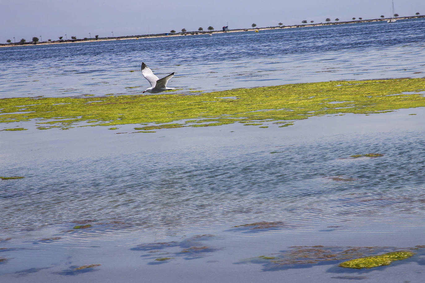 Fotos: El Mar Menor empeora: se dobla la clorofila y se triplica la turbidez